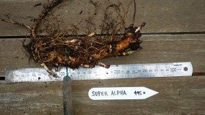 Super Alpha 445